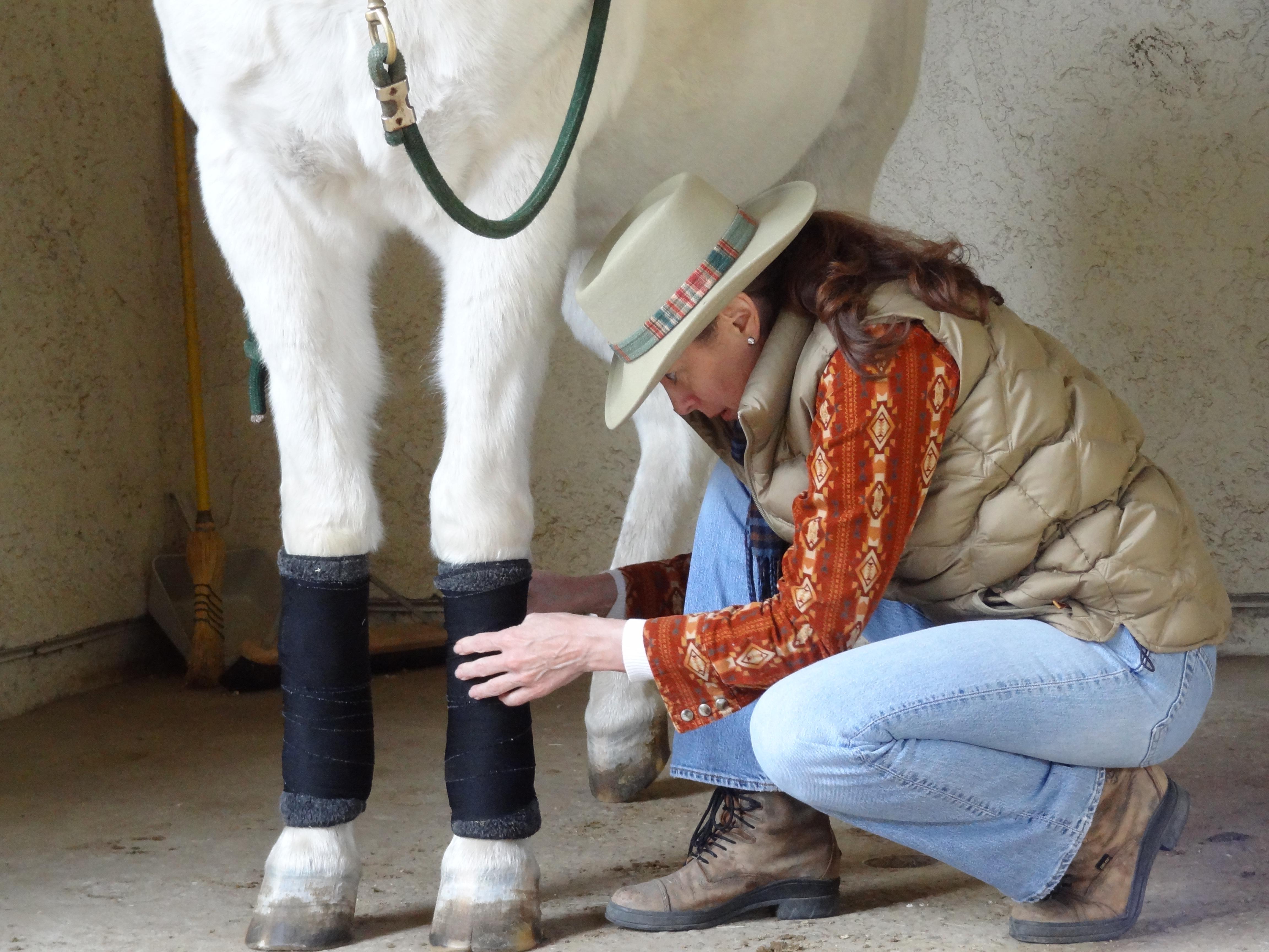 Why Every Horse Owner Should Know How to Standing Wrap Draper Therapies