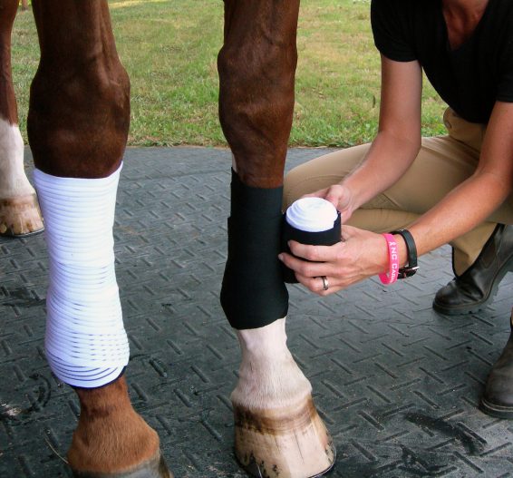 Why Every Horse Owner Should Know How to Standing Wrap Draper Therapies
