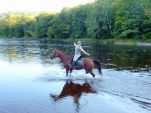 5 Things to Bring When You’re Camping With Your Horse