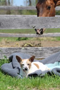 Clementine, a former rescue dog from Beastly Rescue that is now a Draper Therapies office dog!