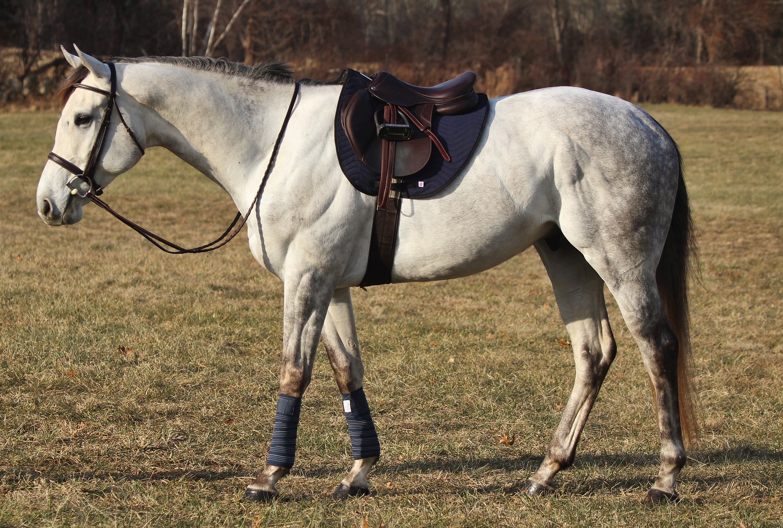 Navy All Purpose Pad on horse