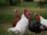 Thanksgiving Weekend Preview