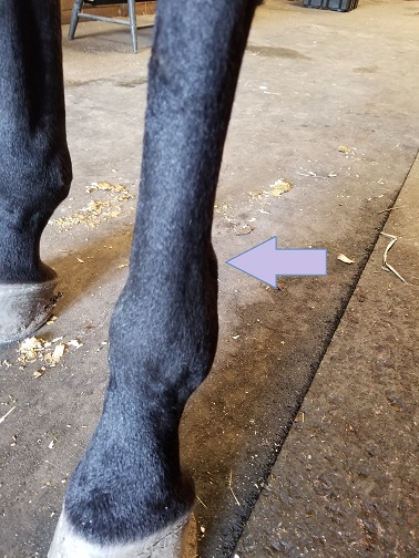 Sound with a Chance of Windpuffs: Diagnosing and Treating Windpuffs in Horses