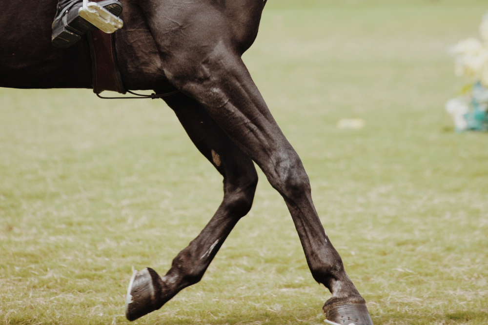 5 Keys to Healthy Horse Legs
