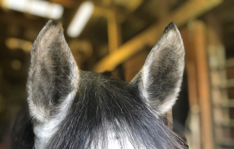 One of the great benefits of Celliant® is that it helps increase comfort. While as humans we understand what it feels like to be comfortable, measuring comfort in an animal that can't communicate with words can be a little more tricky. Here are a few ways you can tell if your horse is comfortable or not.