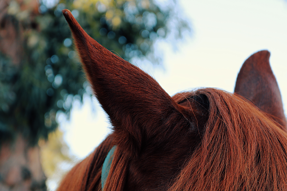How to Tell if Your Horse is Comfortable