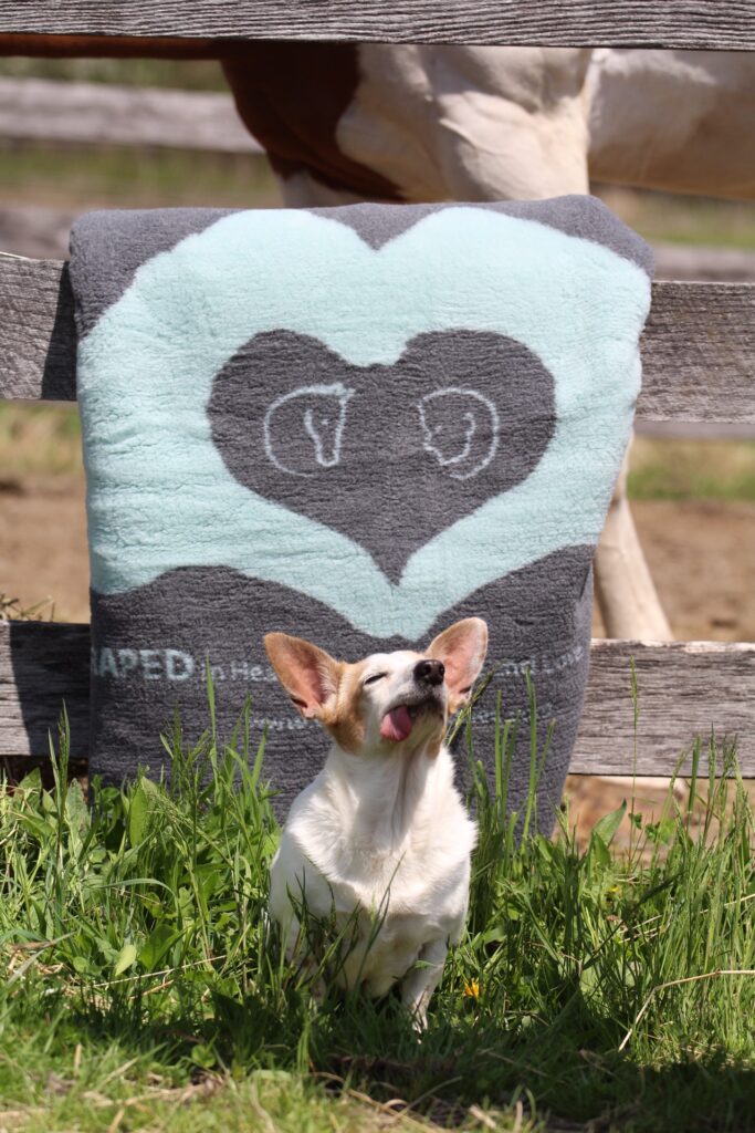 Draped in Health Blankets Help the Dogs of Beastly Rescue NYC!